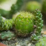 Hvilke sikkerhedsforanstaltninger skal jeg tage, når jeg bruger en cylinderklipper?