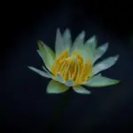 Hvordan vedligeholder jeg cylinderknivene på min cylinderklipper?